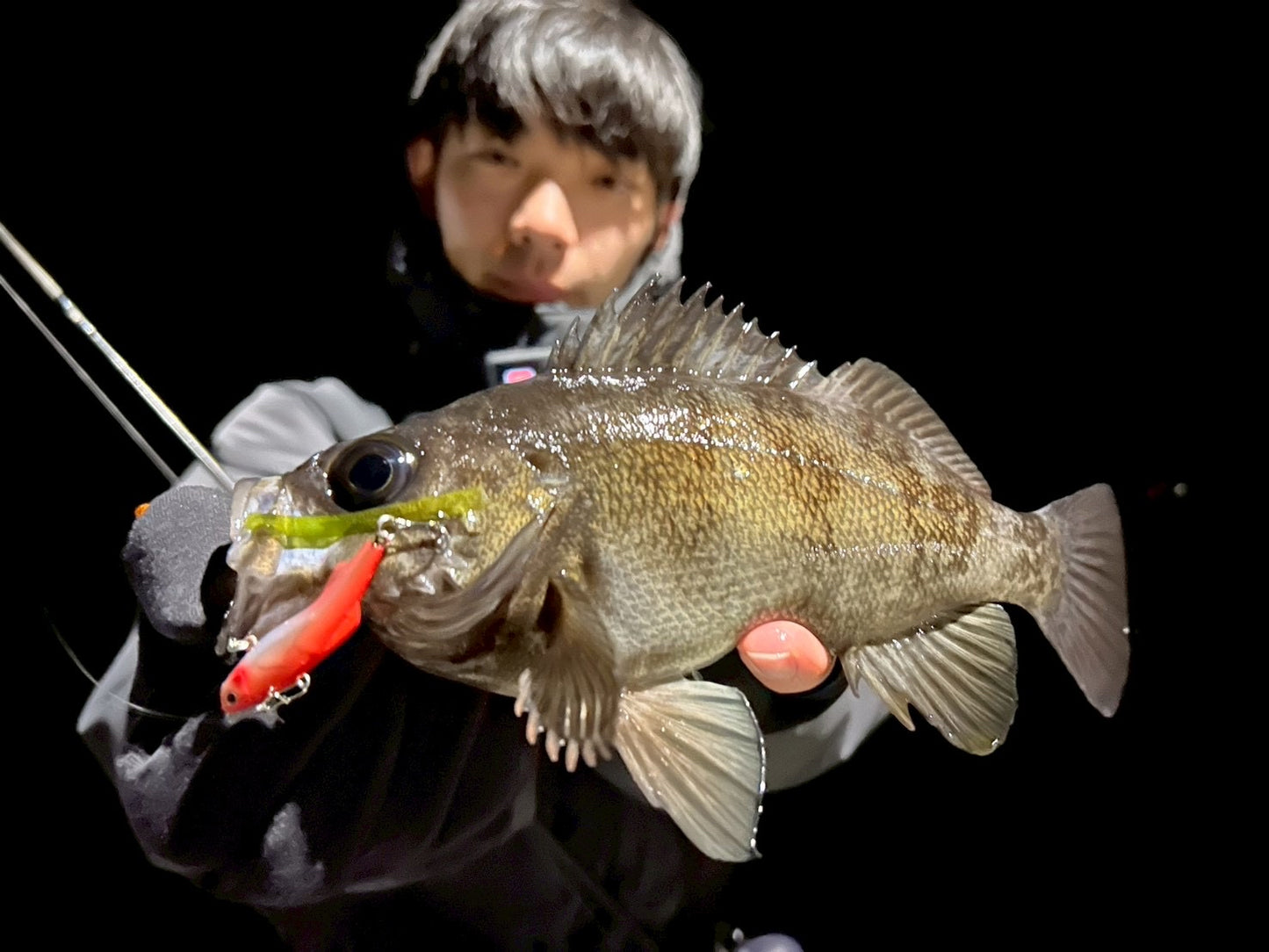 shiriten VIBE 43 – 限定:クダリボウズギス - Kudari Bouzugisu Limited